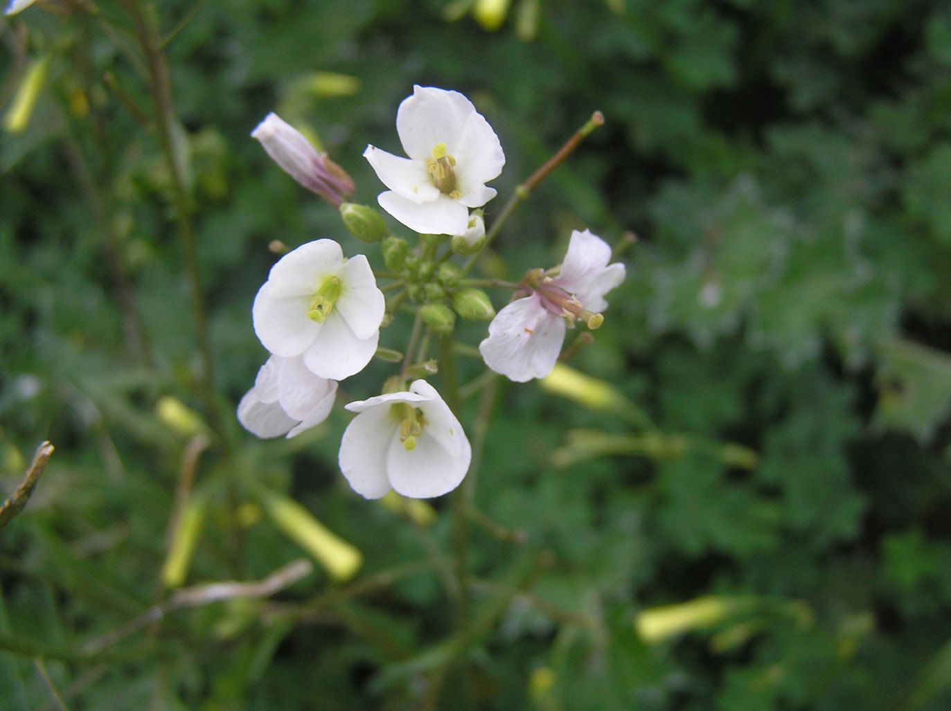 Fiori di campo...